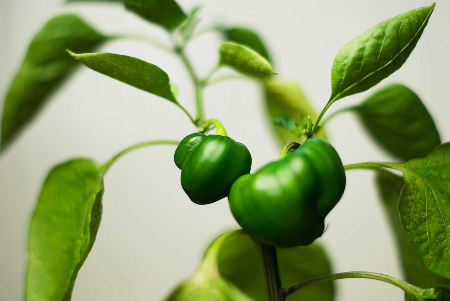 Green bell pepper plants