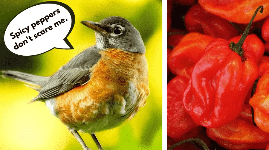 Birds vs Spicy Peppers