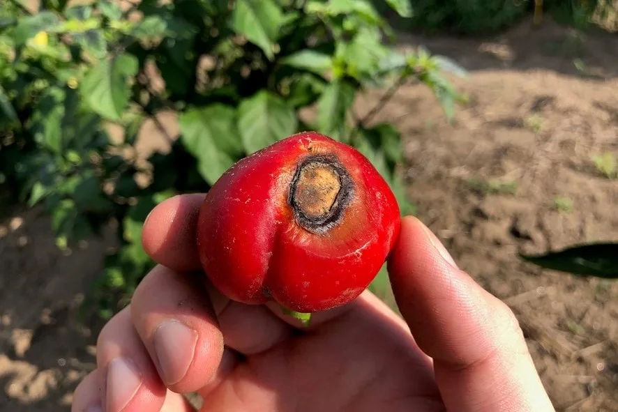 Blossom End Rot Pimiento Pepper