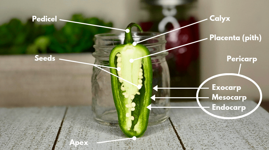 Anatomy of a pepper diagram and insides