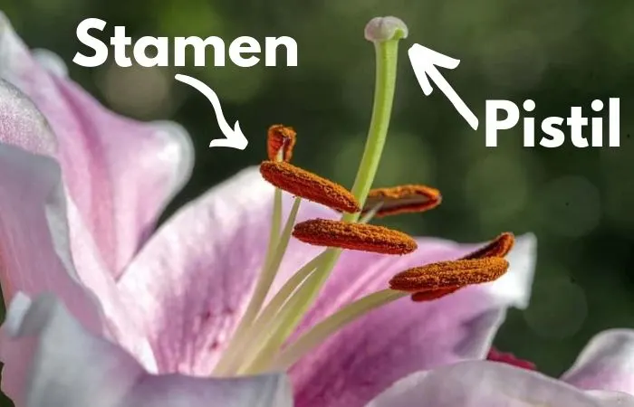 Flower anatomy pistil and stamen