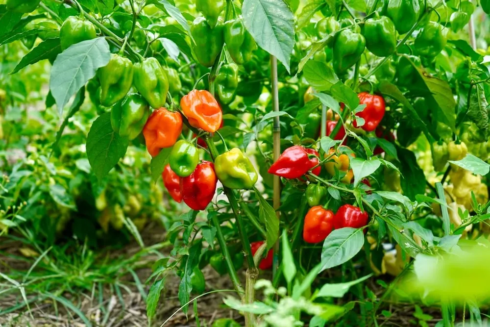 PDF) Evaluation of Scotch Bonnet and Habanero Peppers (Capsicum