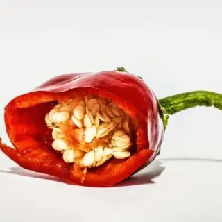 Closeup of fresh chili pepper with seeds