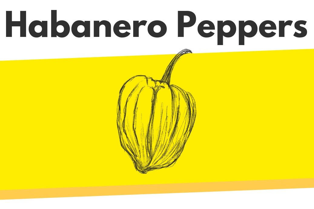 Habanero Peppers