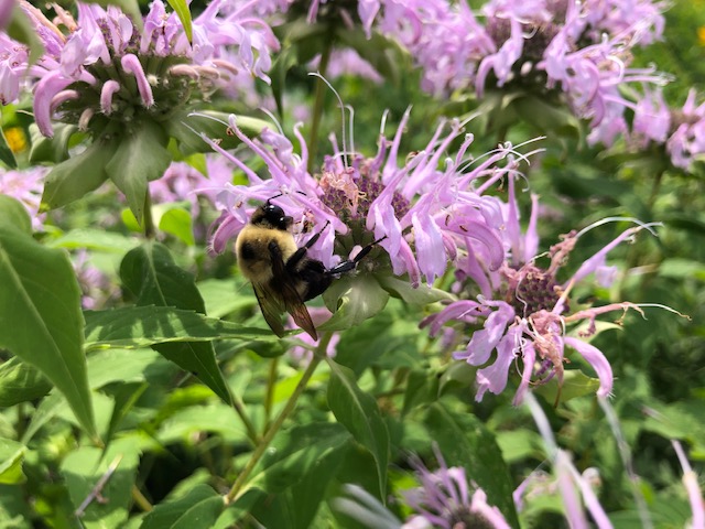 Bumble Bee Pollinating