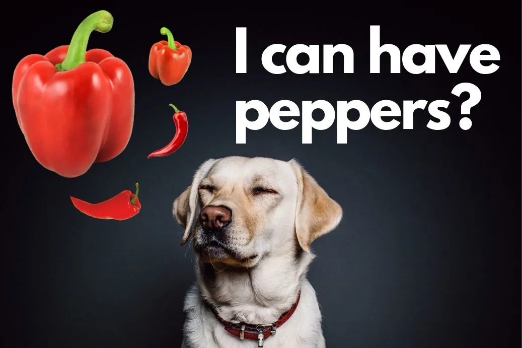 Can dogs hot sale eat hot peppers