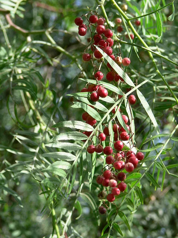 pink peppercorns growing