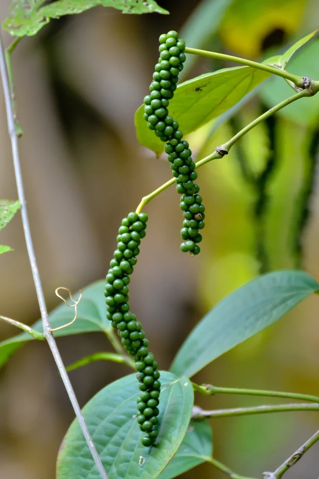 Piper Nigrum - black pepper plant