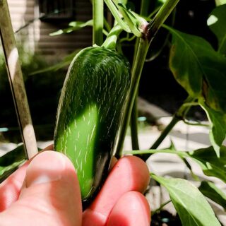 Large green jalapeno pepper with white vertical lines (corking)
