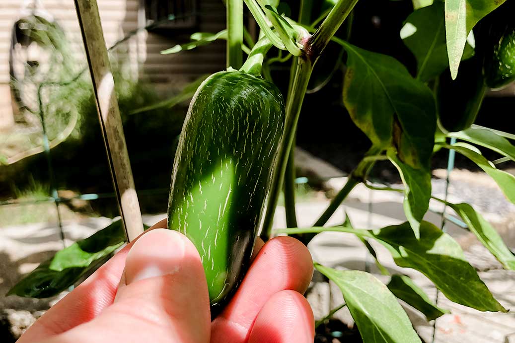 Large green jalapeno pepper with white vertical lines (corking)