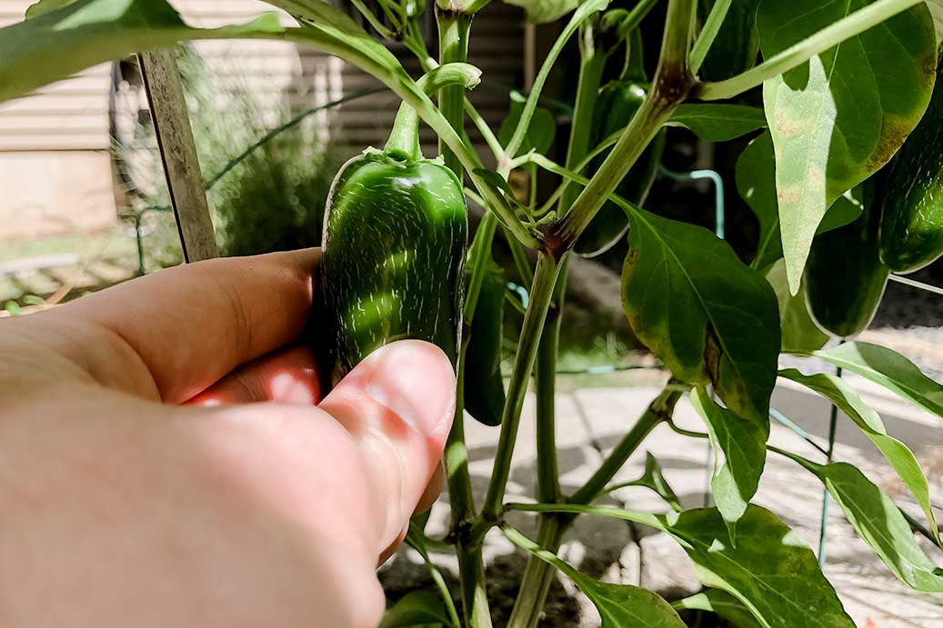 Picking Jalapeno Peppers