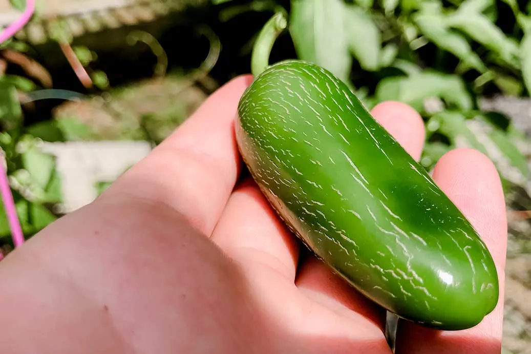 Jalapeno corking