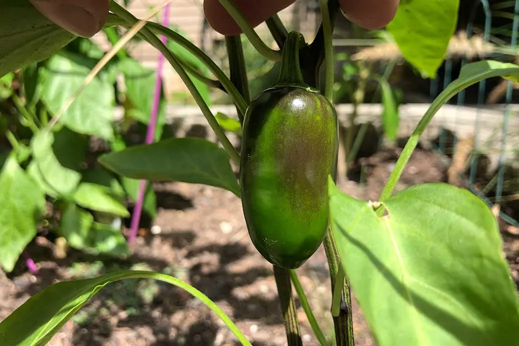 Jalapeno Pepper Ripening