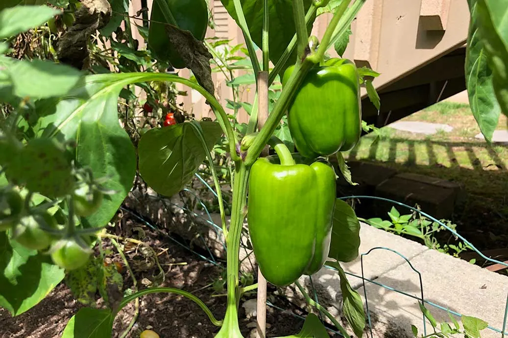 2 large green bell peppers on plant