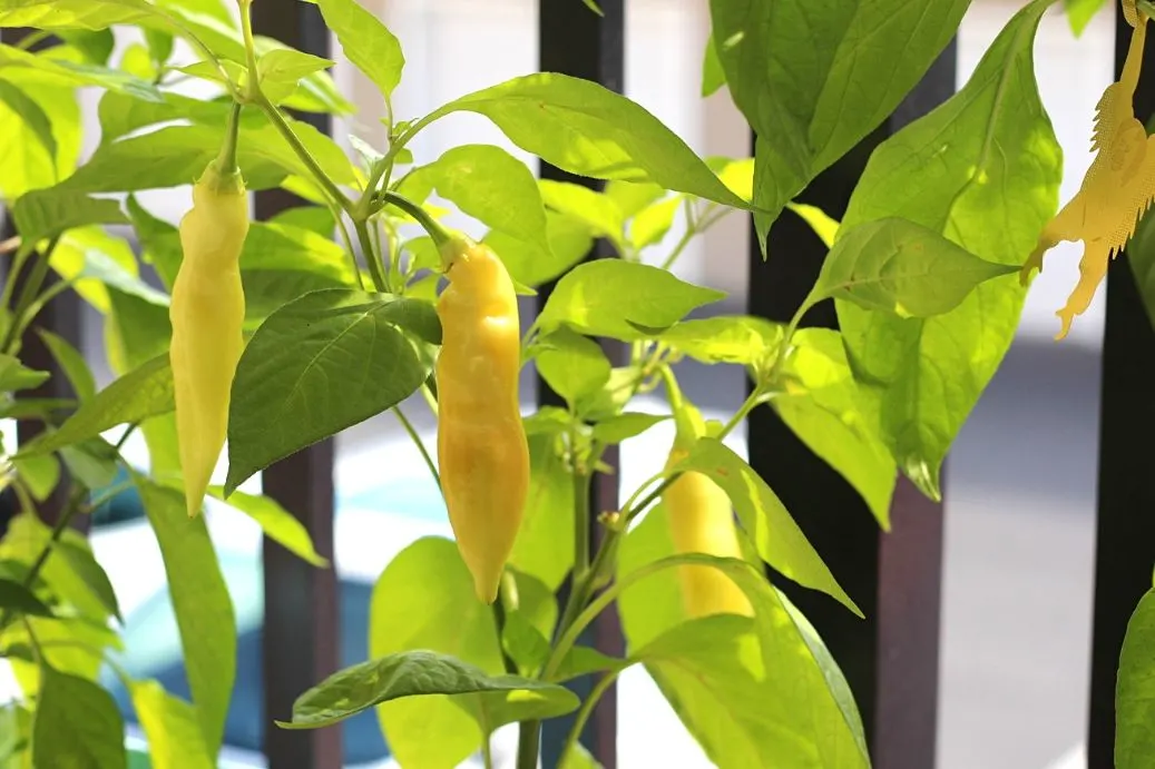 Sugar Rush Peach Pepper Plant