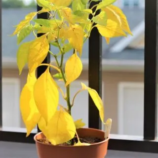 Yellow Pepper Plant Leaves