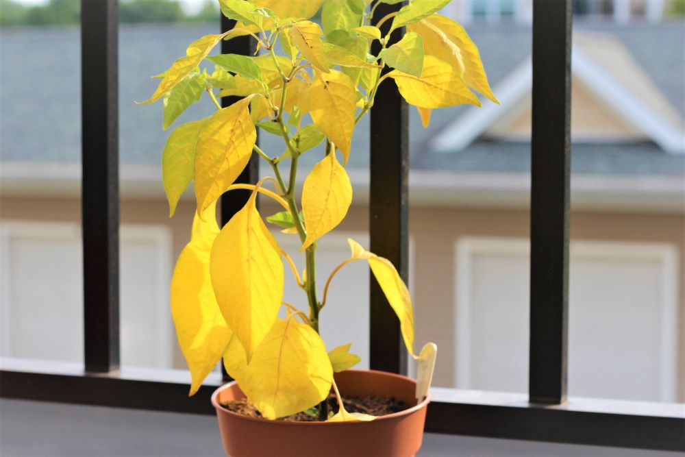 Image of A plant with yellow leaves and stunted growth