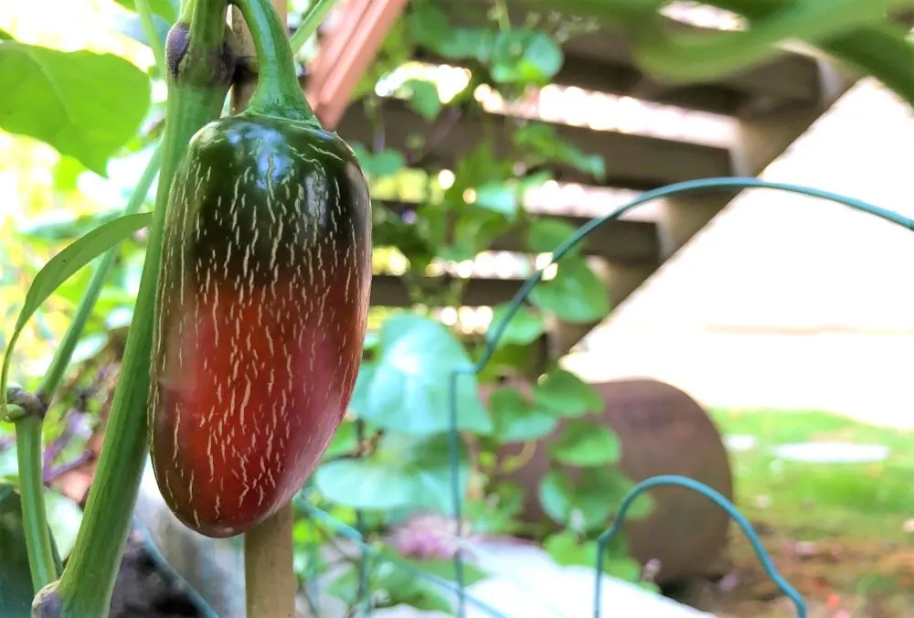 Jalapeno Pepper Turning Red on plant