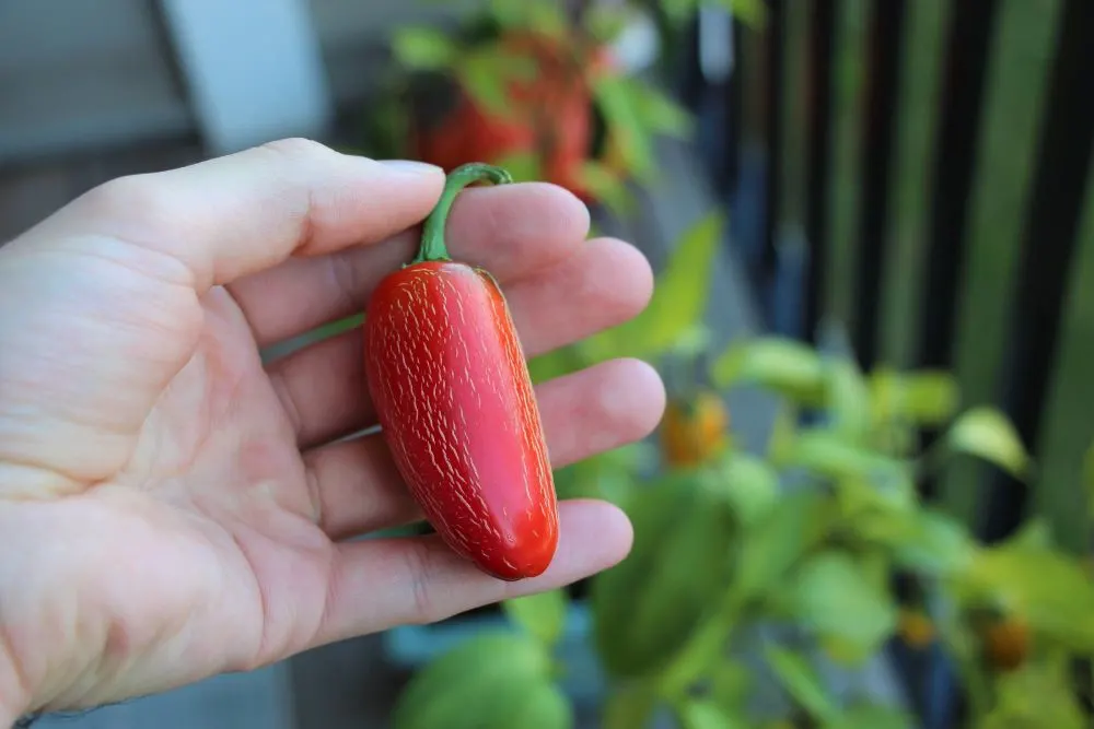 Red Jalapeno Pepper with corking in hand