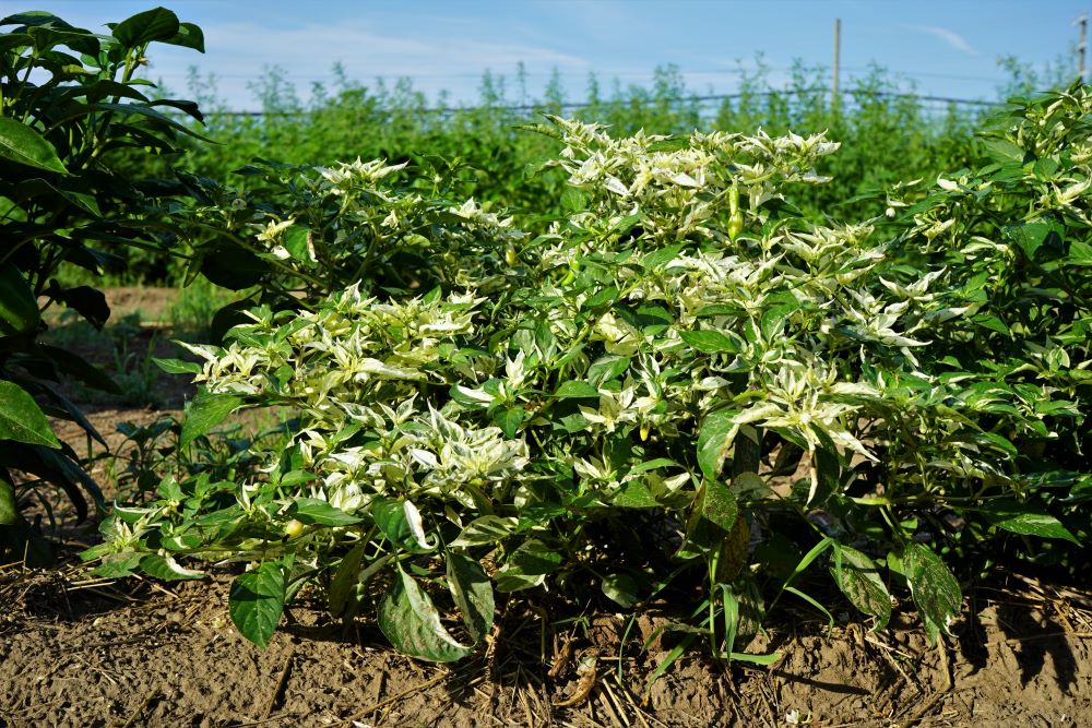 Fish Pepper Plants and Leaves