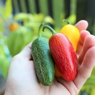 Jalapeno Peppers in hand, green, red and yellow colors