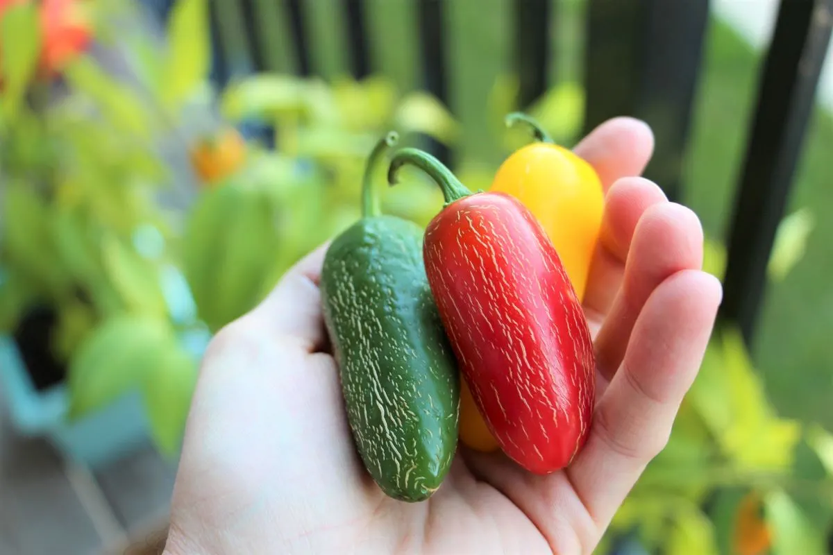 Jalapeno Pepper Colors