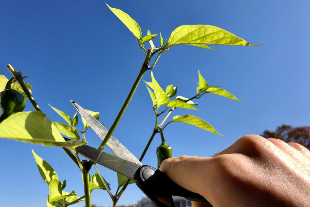 Pruning and Training Jalapeno Plants: Explore the benefits of pruning and training jalapeno plants to increase yields and improve plant health