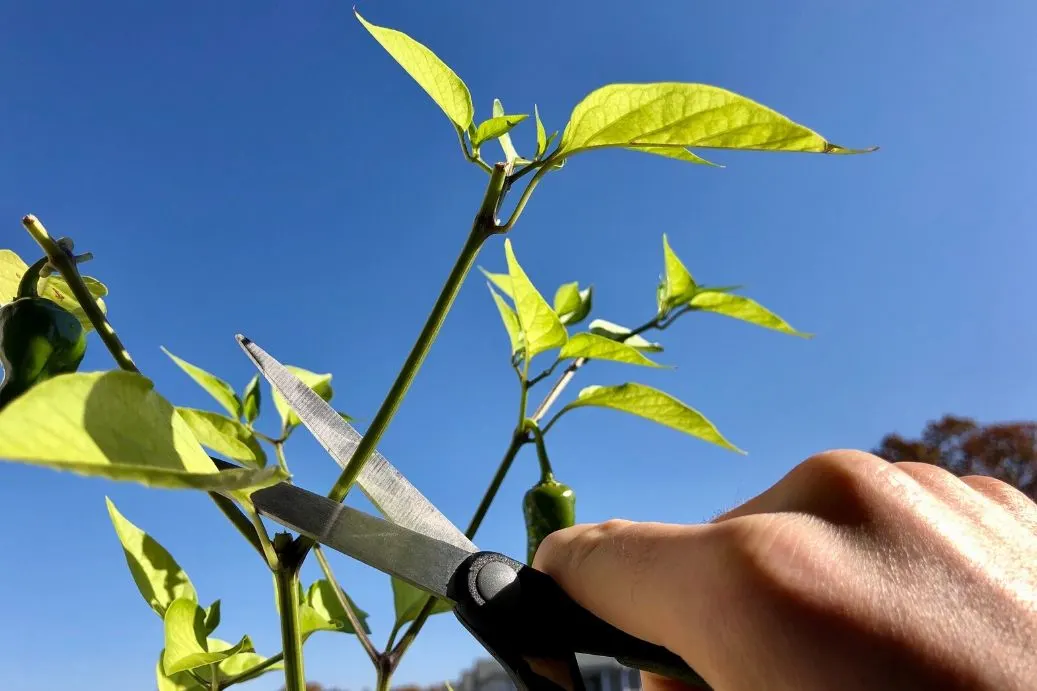 Pruning Pepper Plants