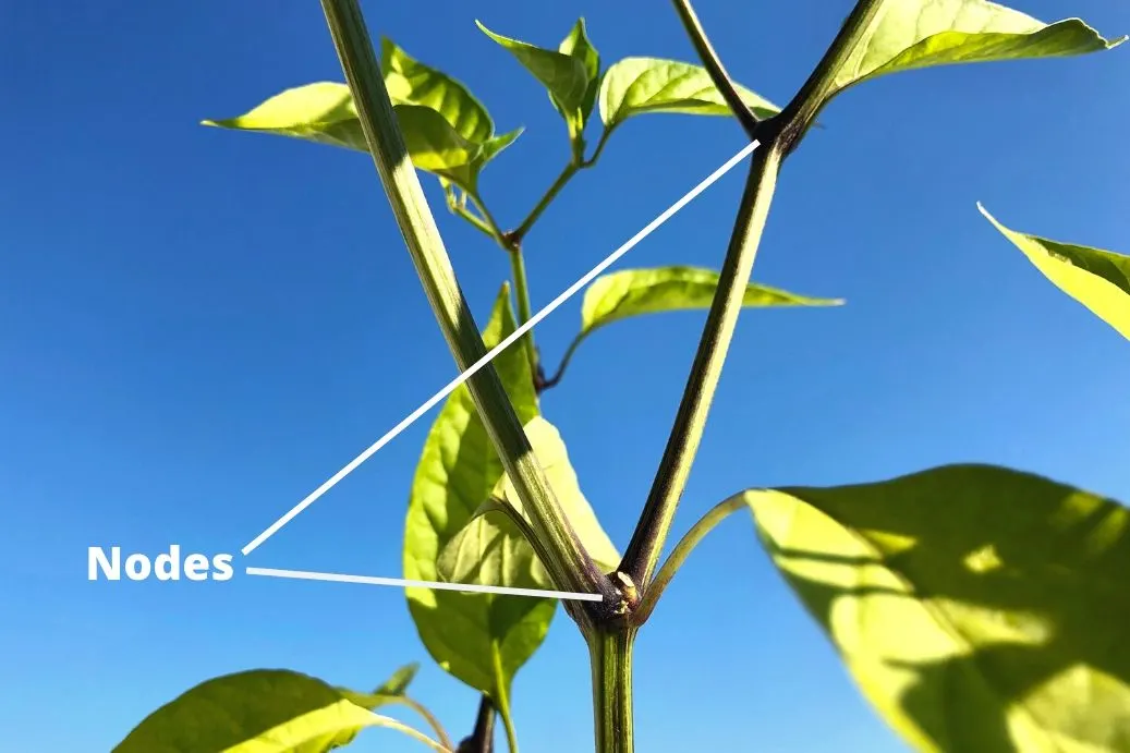 Nodes On Pepper Plant Diagram