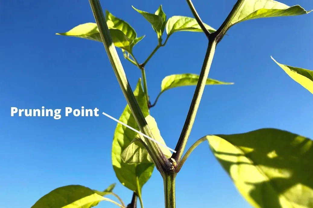 Where To Prune Pepper Plants