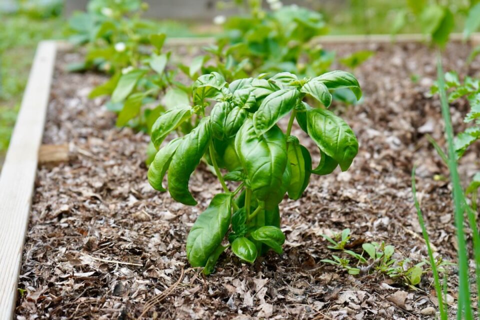 Best (and Worst) Pepper Plant Companions in the Garden - Pepper Geek