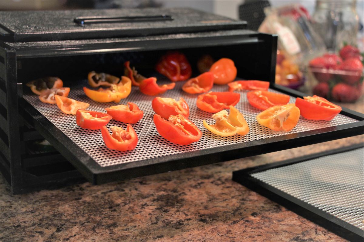 Habanero peppers in dehydrator