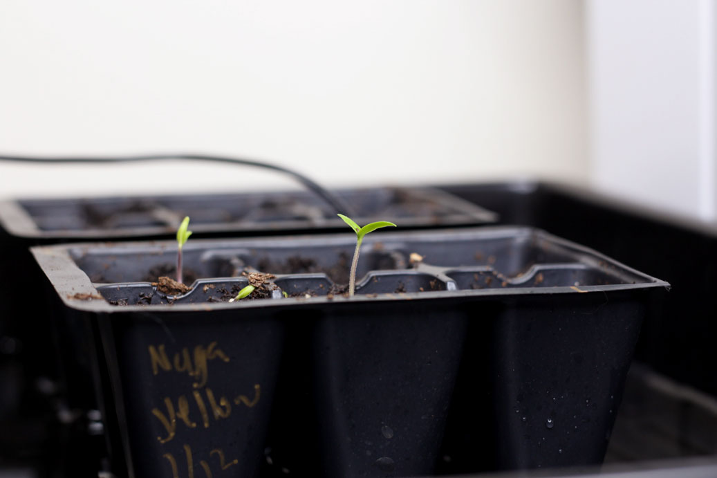 Starting Pepper Plants Indoors