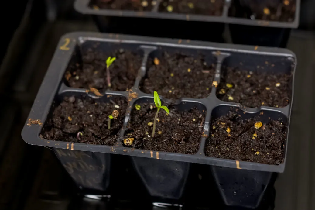 How To Germinate Pepper Seeds