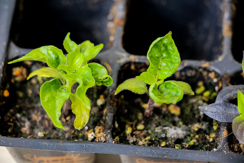 コショウ植物の過水分またはカルシウム欠乏症