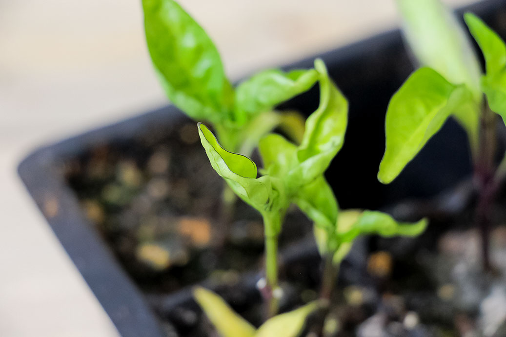 Pepper Plant Leaves Curling - Why And How To Treat - Pepper Geek