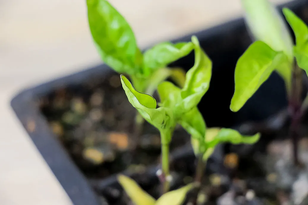 Pepper Plant Leaves Curling Why And How To Treat Pepper Geek