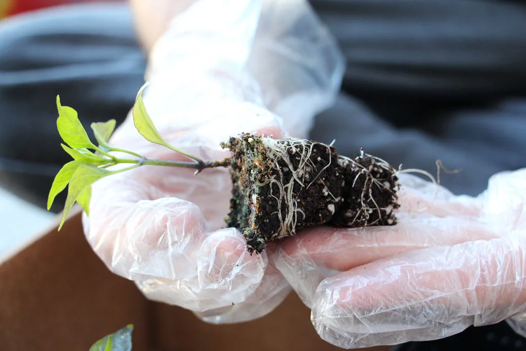 when to transplant pepper seedlings