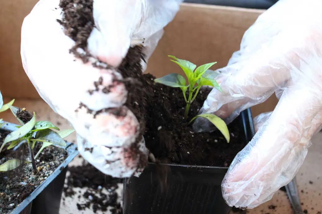 Transplanting Peppers