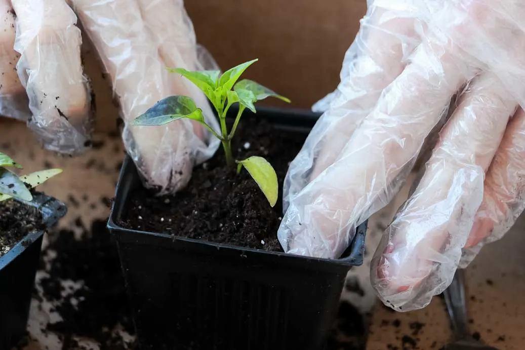 https://peppergeek.com/wp-content/uploads/2020/03/transplanting5.jpg.webp