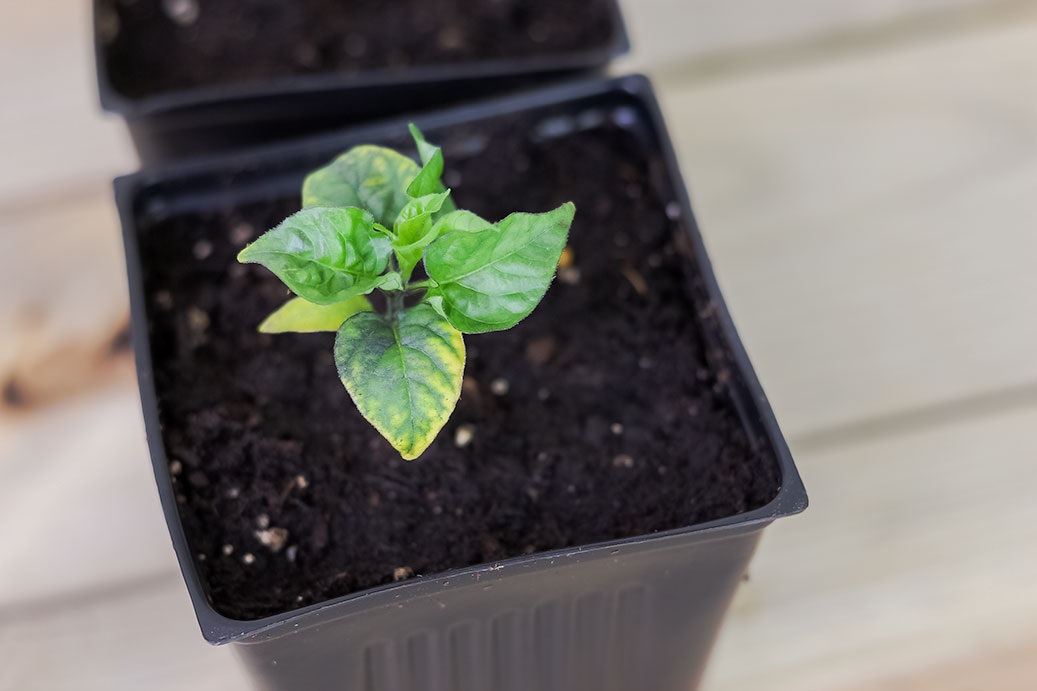 Hojas de plantas de pimienta con deficiencia de magnesio