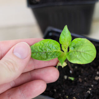 Pepper Plant Leaves Curling