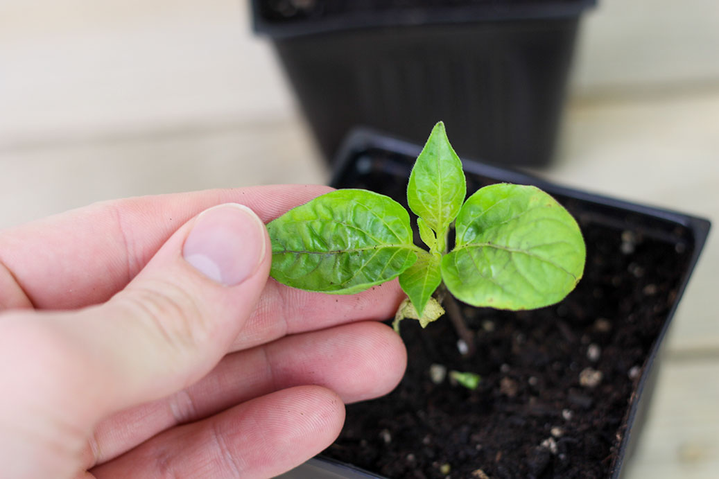 bell pepper leaves