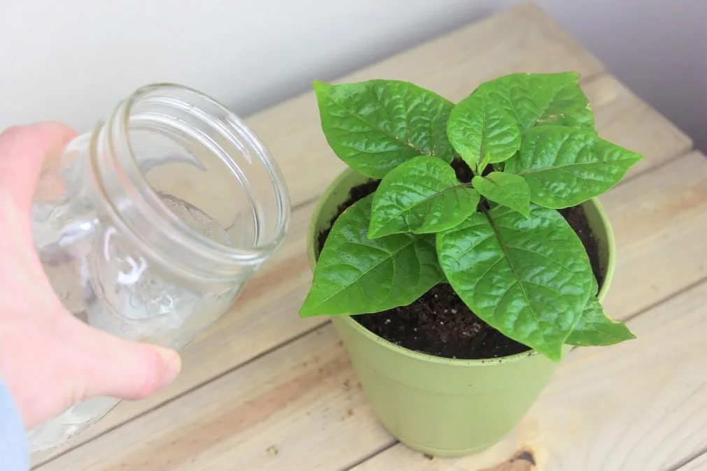 How To Water Pepper Plants: Essential Tips for Healthy Growth