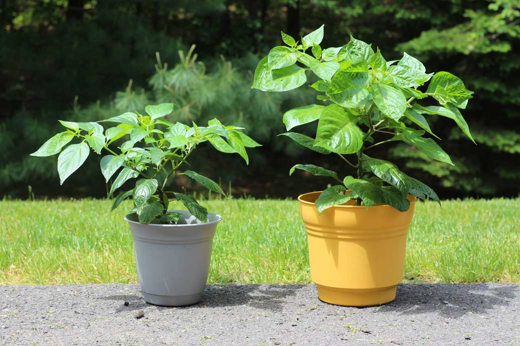 How to Make Peppers Grow Faster  