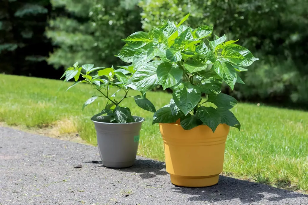 growing peppers in pots