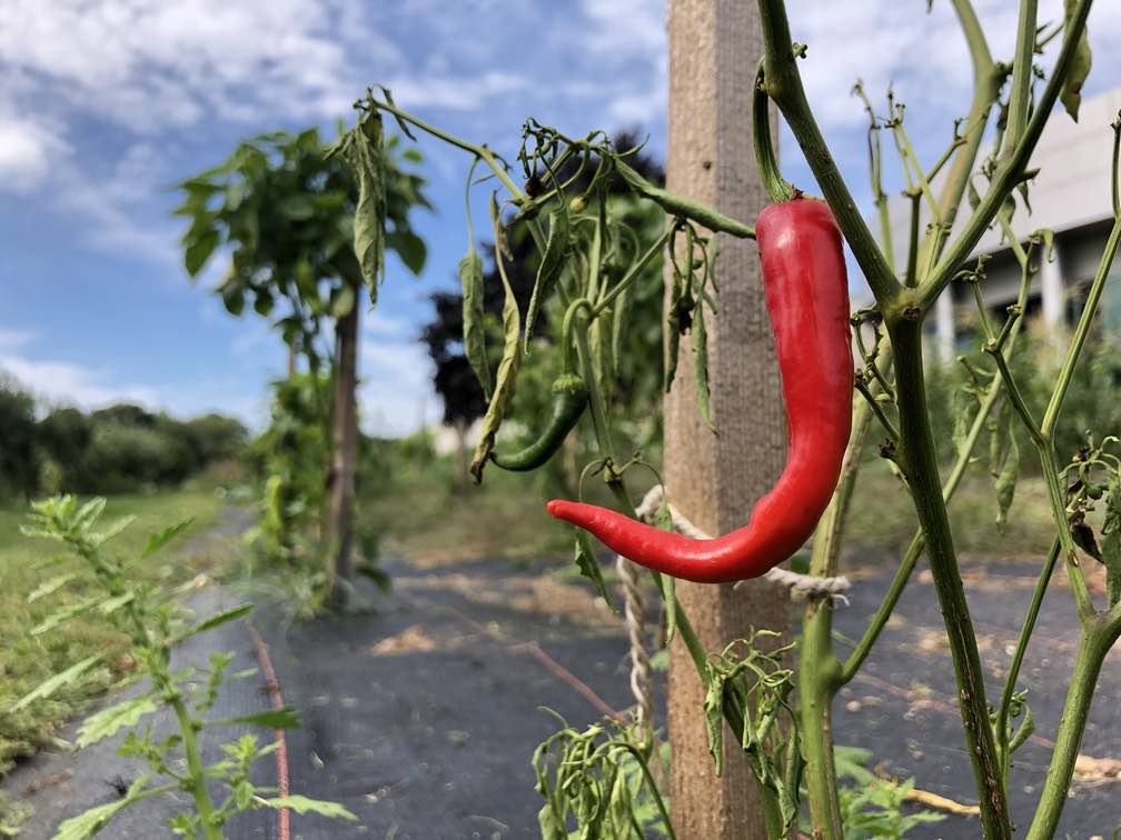 Cayenne Pepper on plant