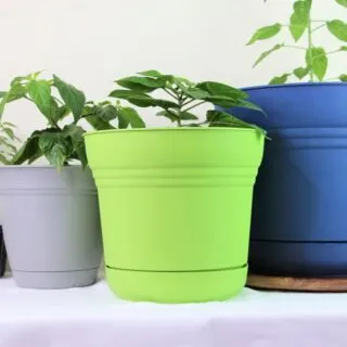 Container Size For Pepper Plants
