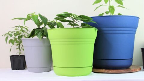 Container Size For Pepper Plants