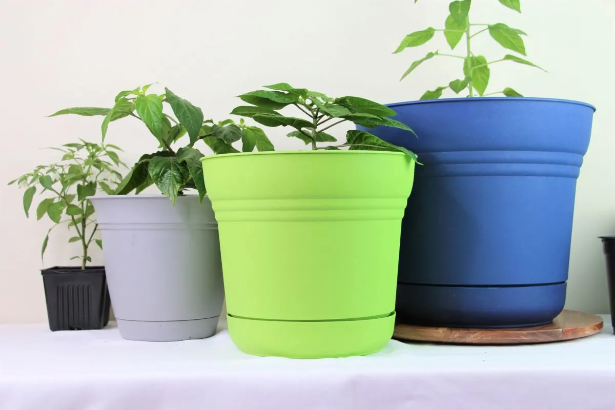 What plants grow well in 5-gallon fabric pots?